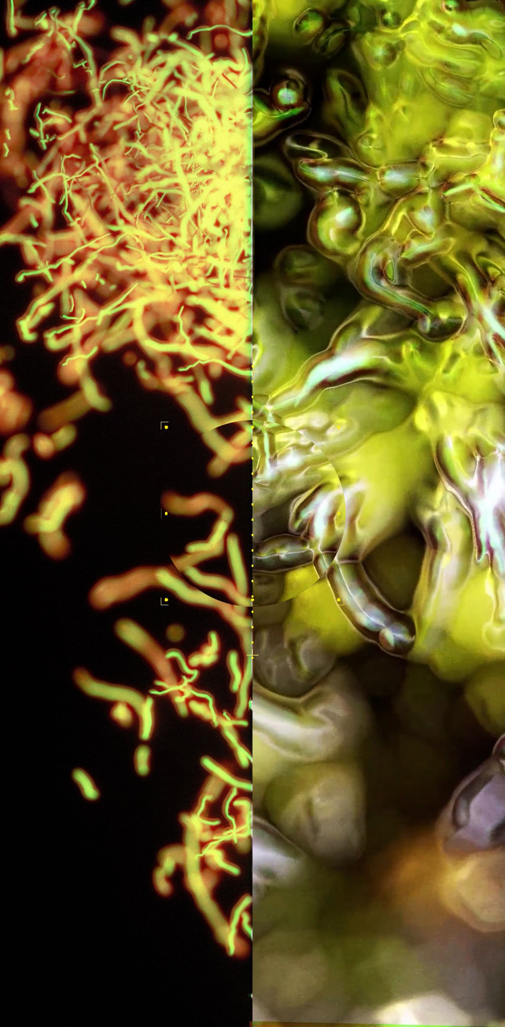 An image without an alt, whoops