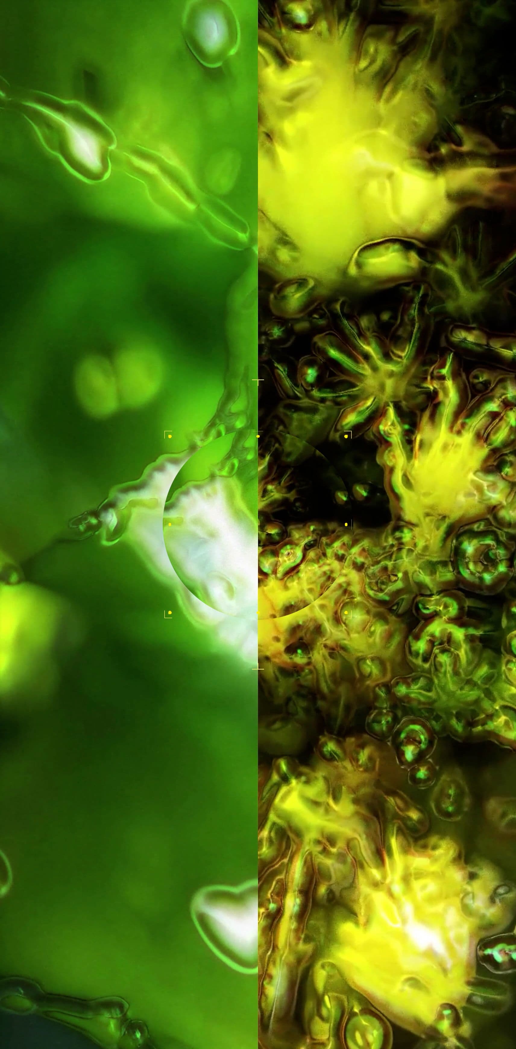 An image without an alt, whoops