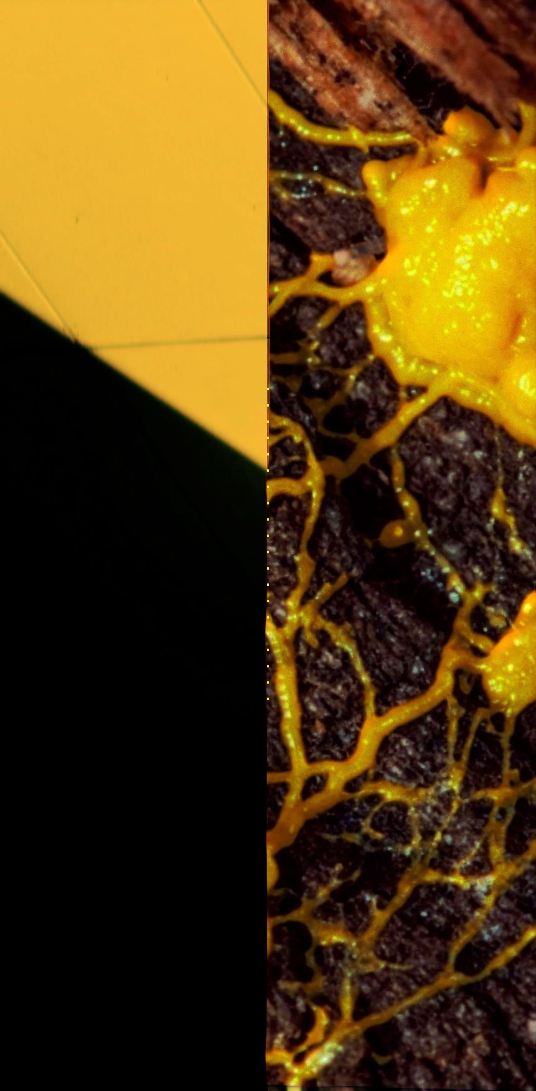 An image without an alt, whoops